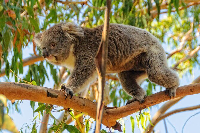 Melbourne Puffing Billy Train and Penguin Parade Day Tour Escape - Final Thoughts