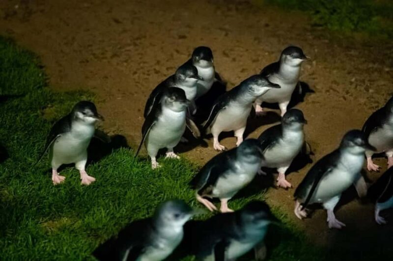 Melbourne: Puffing Billy Train & Penguin Island Excursion - Key Points