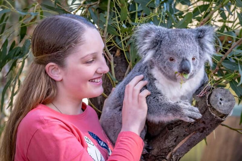 Melbourne: Puffing Billy Train & Penguin Island Excursion - Final Thoughts on Value