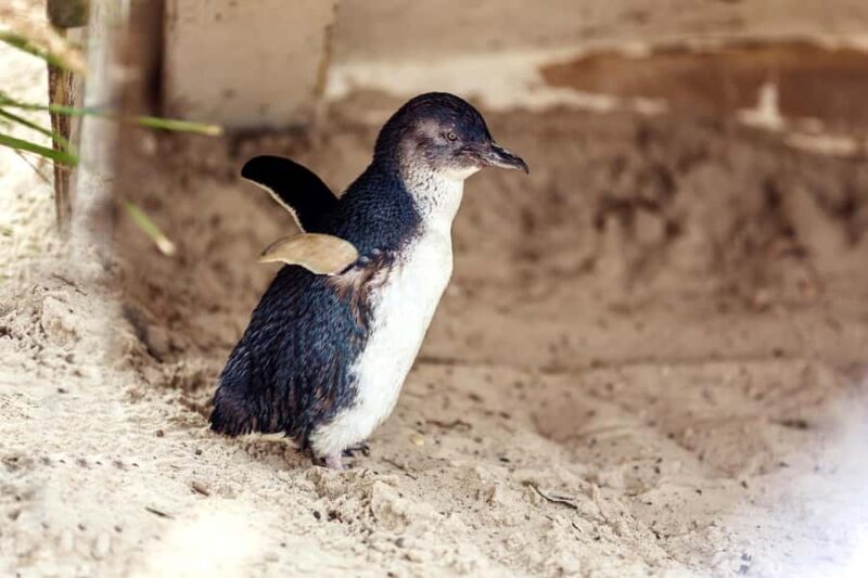 Melbourne: Puffing Billy Train & Penguin Parade Adventure - Key Points