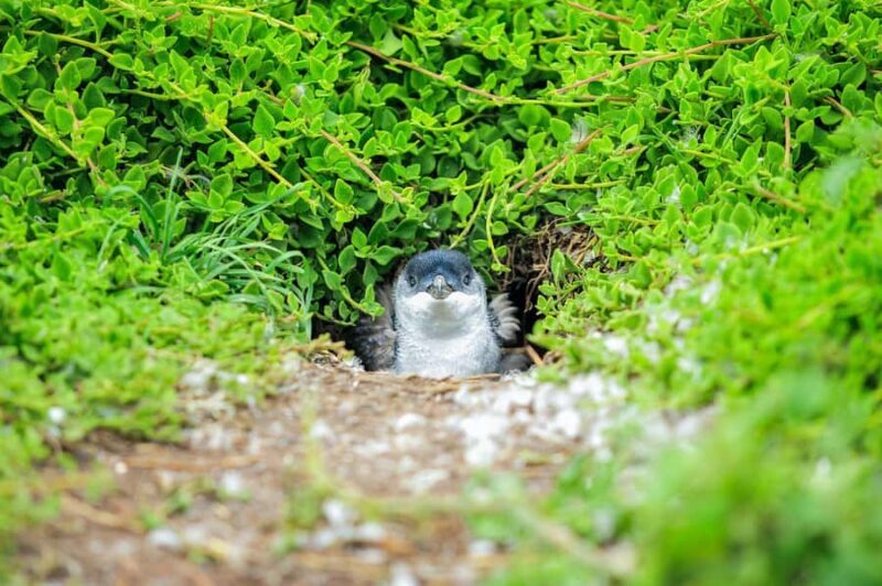 Melbourne: Puffing Billy Train & Penguin Parade Adventure - FAQs