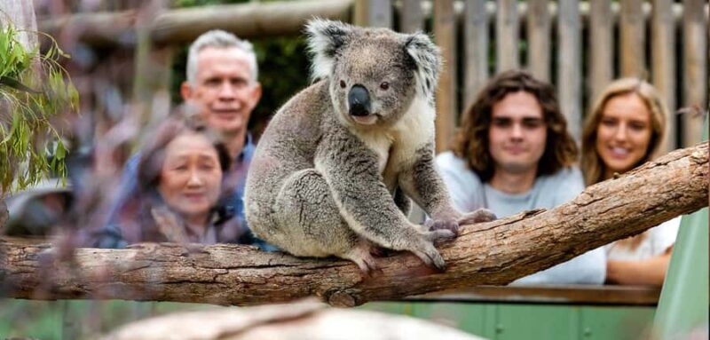 Melbourne: Puffing Billy Train Wildlife Zoo Private Tour - An Authentic Day Out with a Personal Touch