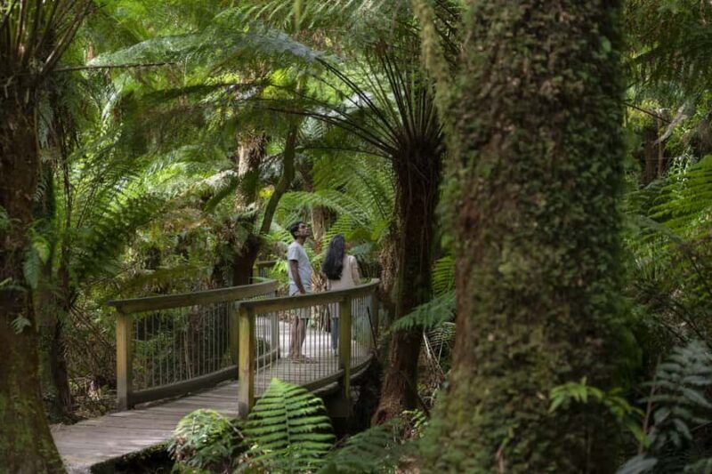 Melbourne: Reverse Great Ocean Road 12 Apostles with Lunch - The Itinerary: What You’ll Experience