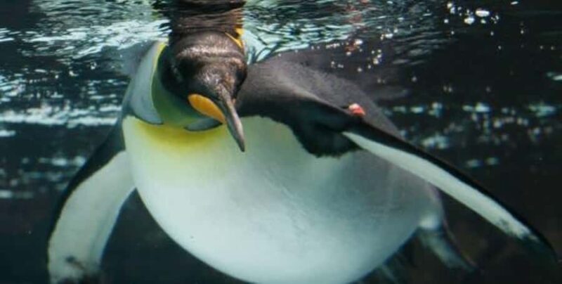 Melbourne: SEA LIFE Aquarium Entrance Ticket - An Overview of the Experience
