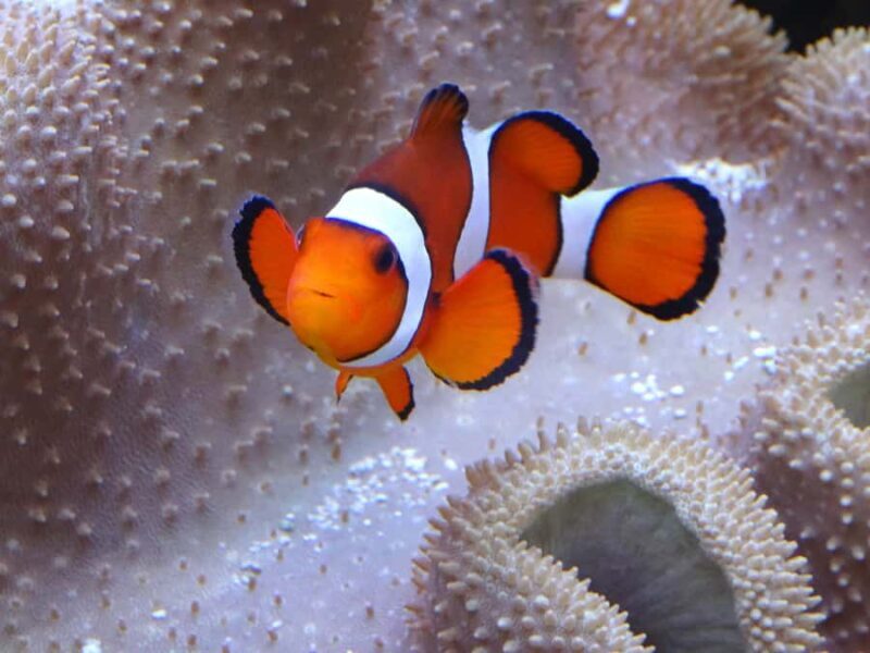 Melbourne: SEA LIFE Aquarium Entrance Ticket - Cost and Value