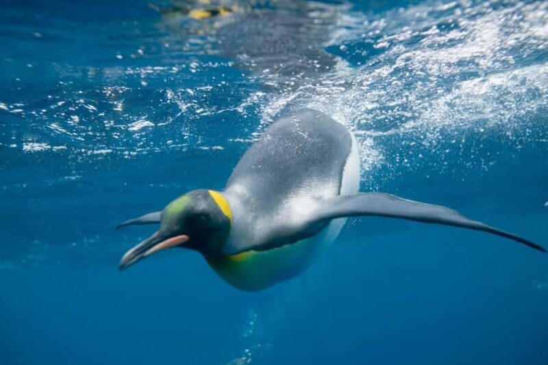 Melbourne: SEA LIFE Aquarium Entrance Ticket - What Travelers Are Saying