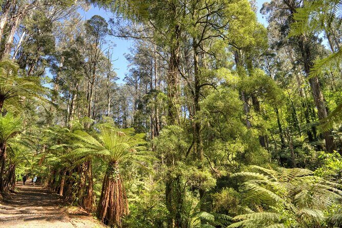 Melbourne Sky High - Private Bush Tour - Why Choose This Tour?