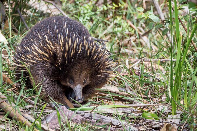Melbourne to the Great Ocean Road & Grampians 3 Day Original Tour - Key Points