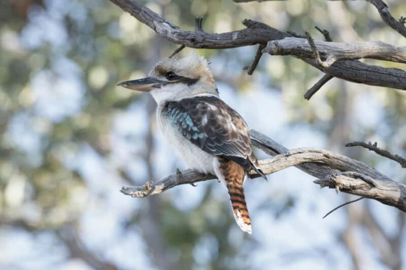 Melbourne: Walk the Yarra to Heritage Abbotsford Convent - The Convent: Art, Community, and History