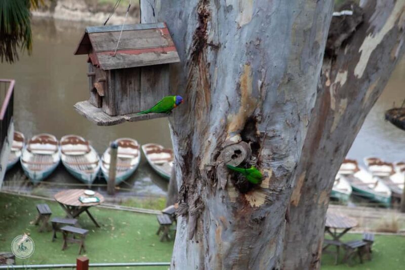 Melbourne: Walk the Yarra to Historic Fairfield Boathouse - An In-Depth Look at the Tour Experience