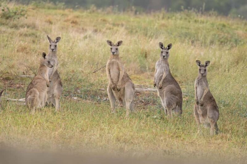 Melbourne: Yarra Valley Hike with Kangaroos & Sunset Picnic - Frequently Asked Questions