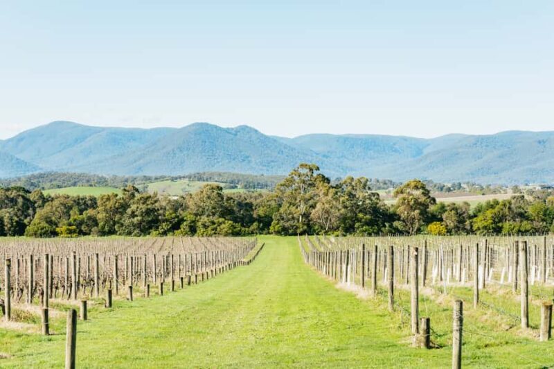Melbourne: Yarra Valley Wine, Cider, Gin, Beer, & Choc Tour - Practical Tips for Travelers