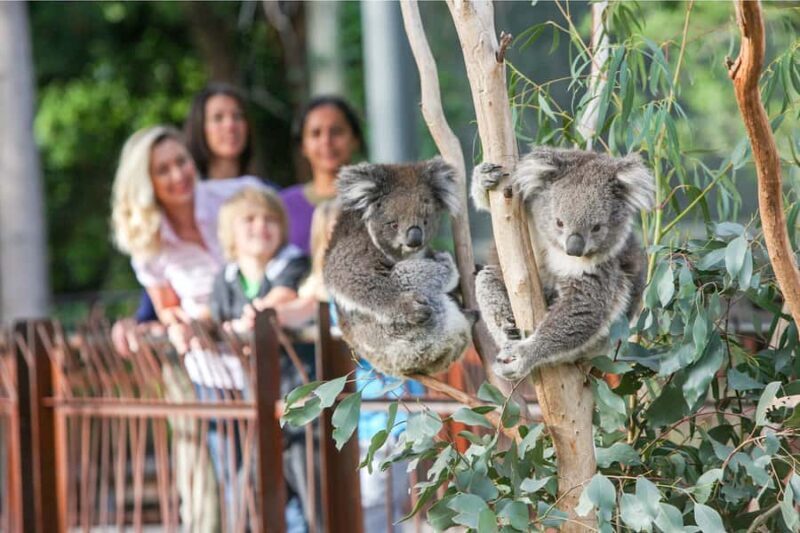 Melbourne Zoo: 1-Day Entry Ticket - An In-Depth Look at Melbourne Zoo