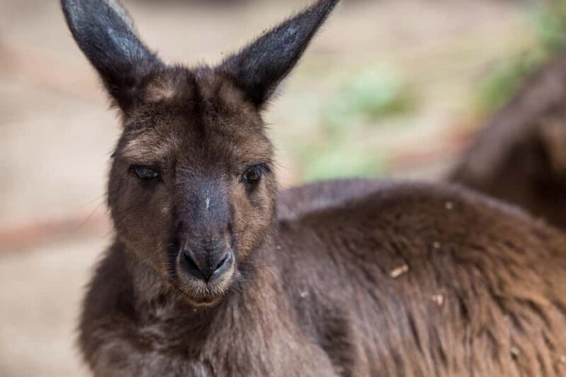 Melbourne Zoo: Australian Wildlife Experience Ticket - An In-Depth Look at the Melbourne Zoo Australian Wildlife Experience