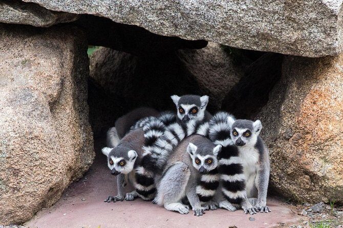 Melbourne Zoo General Entry Ticket - FAQ