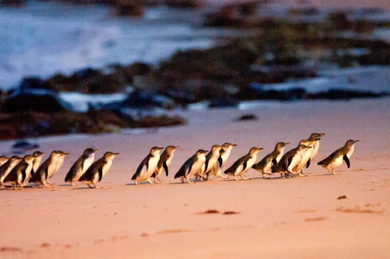 MelbournePhillip Island Tour 1 Day Tour - An Invitation to Explore Victoria’s Coast and Wildlife