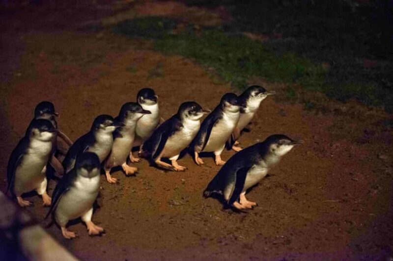 MelbournePhillip Island Tour 1 Day Tour - Practical Details and What to Expect