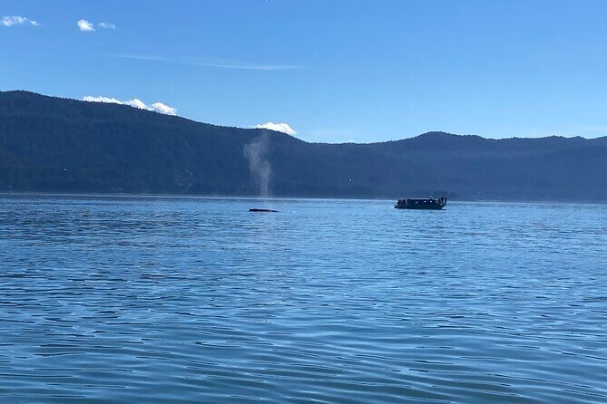 Mendenhall Glacier and Whale Watching Tour - Key Points