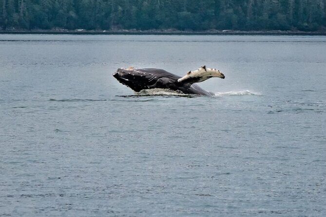 Mendenhall Glacier Waterfall and Whale Watching Tour - Key Points