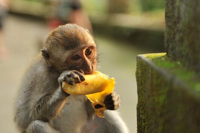 Mengwi Temple, Monkey Forest, Tanah Lot & Royal Balinese Dinner - An Elegant Dinner at Tugu Bali