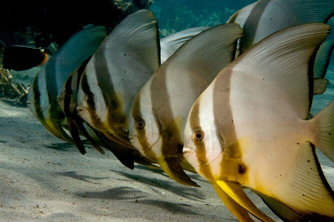 Menjangan island snorkeling full day boat trip - Key Points