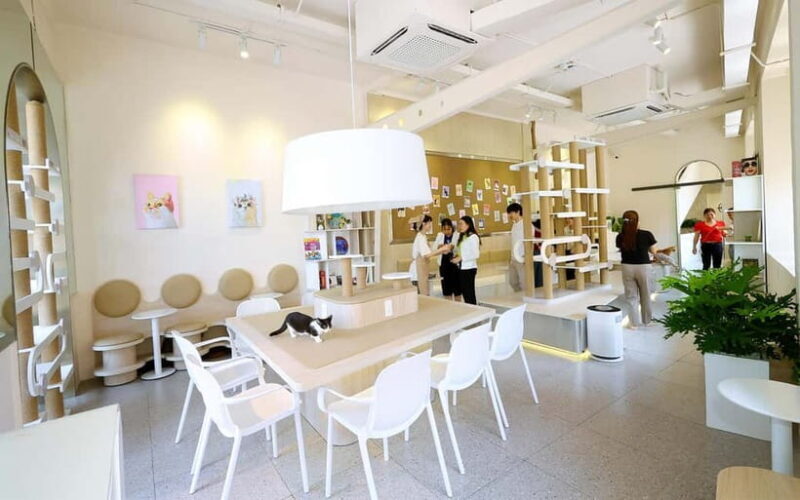 Méo Meo Cat Cafe in Center of Saigon - The View and Atmosphere