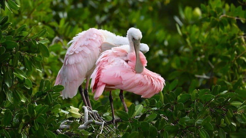 Merida: Celestun Boat Ride Mangrove Experience! Beach Time - In-Depth Look at the Tour Experience