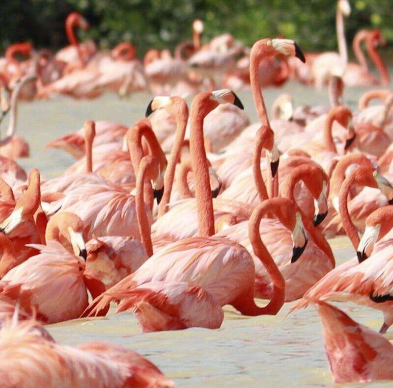 Merida: Celestun Boat Ride Mangrove Experience! Beach Time - Who Will Love This Tour?