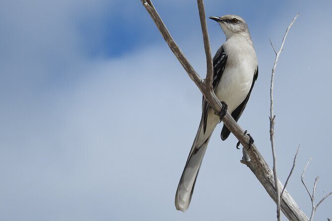 Merida Yucatan Birdwatching Activity - Key Points