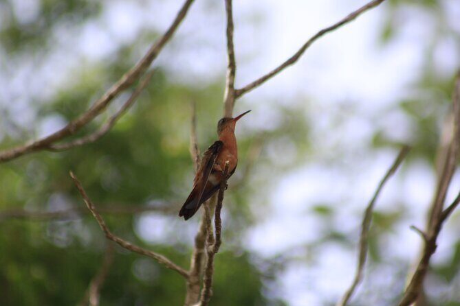 Merida Yucatan Birdwatching Activity - Authentic Experiences and Practical Tips