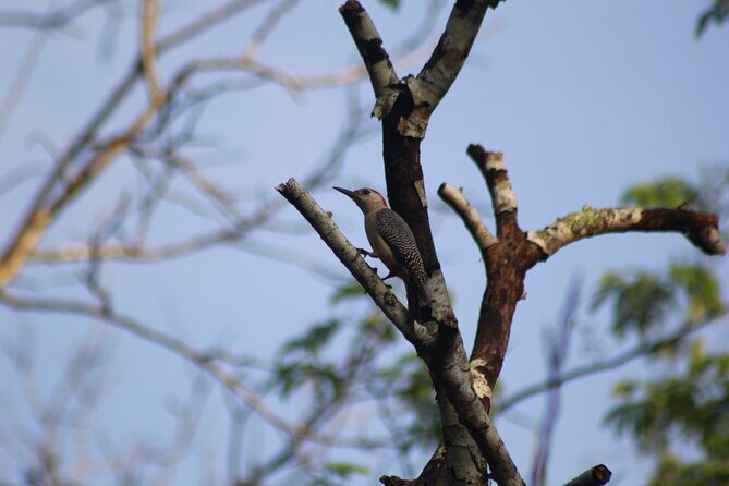 Merida Yucatan Birdwatching Activity - The Sum Up: Who Will Love This Tour?