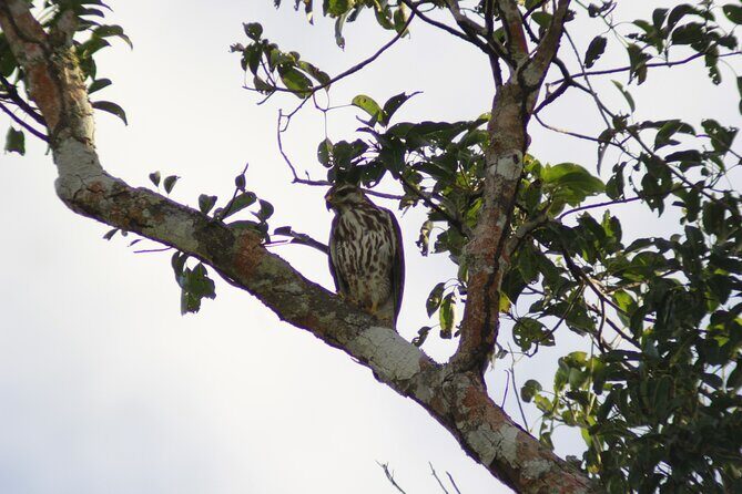 Merida Yucatan Birdwatching Activity - FAQ
