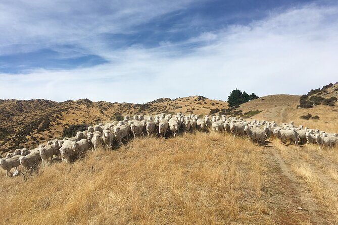 Merino Farm Experience - Practical Considerations