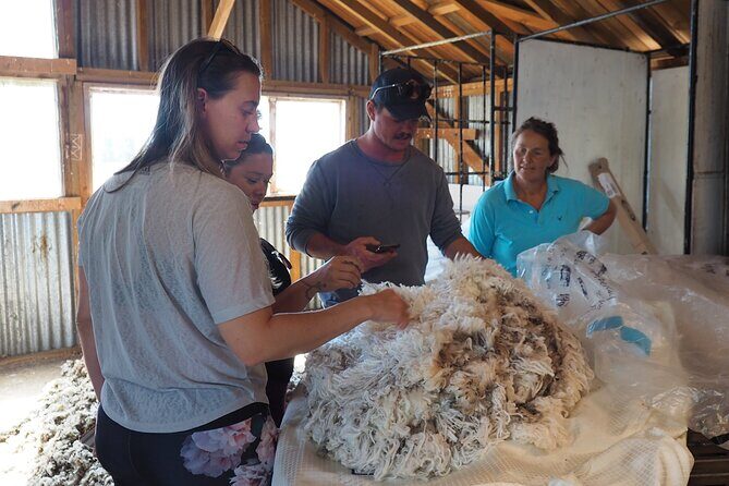 Merino Farm Experience - What Travelers Say