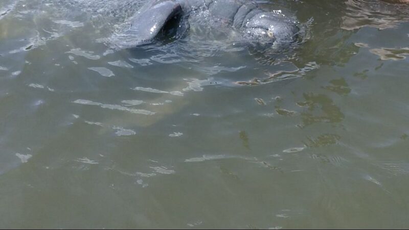 Merritt Island: Manatee Watching Paddle or Kayak Tour - FAQs