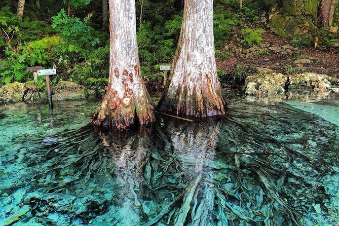Merritts Mill Pond Eco Adventure - The Sum Up: An Authentic Florida Waterway Experience