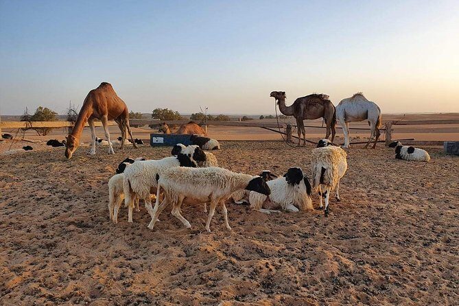 Merzouga Desert Morocco - Who is This Tour Best For?
