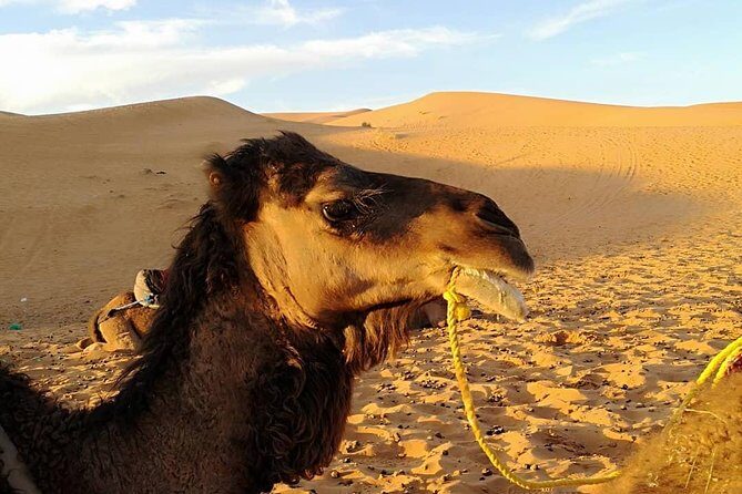 Merzouga Desert Private Tour From Marrakech 3 days and 2 Nights - Who Would Love This Tour?