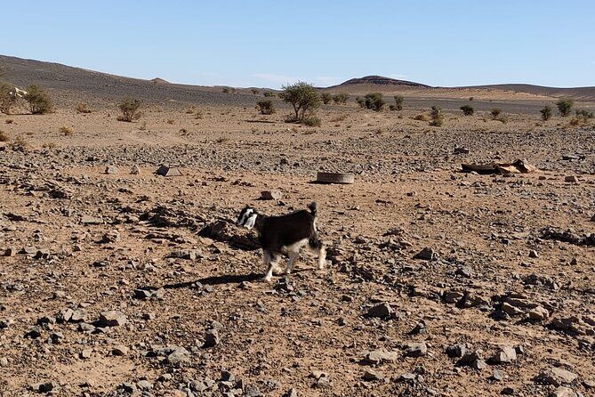 Merzouga Desert tours -by 4x4 with Nomads Visit - Practical Tips for Travelers