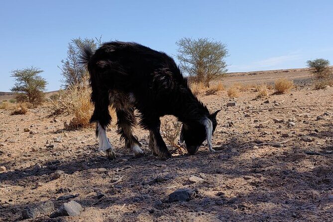 Merzouga Desert tours -by 4x4 with Nomads Visit - FAQ