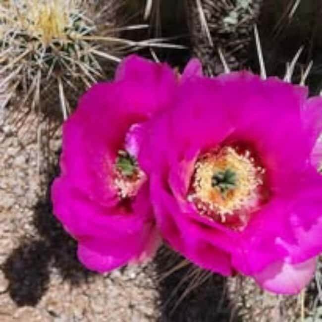 Mesa. AZ: Bulldog Canyon Off-Road Tour Scenic Superstitions - An Authentic Off-Road Adventure with Stunning Views