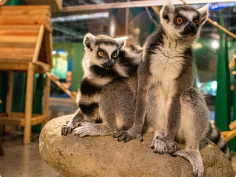 Mexico City: Entry Ticket to Acuario Michin - Key Points