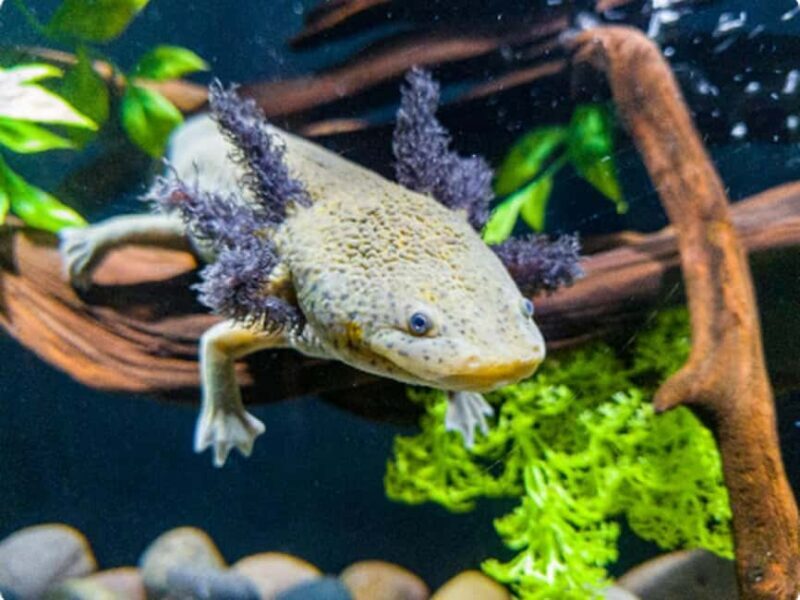Mexico City: Entry Ticket to Acuario Michin - A Closer Look at Acuario Michin’s Offerings