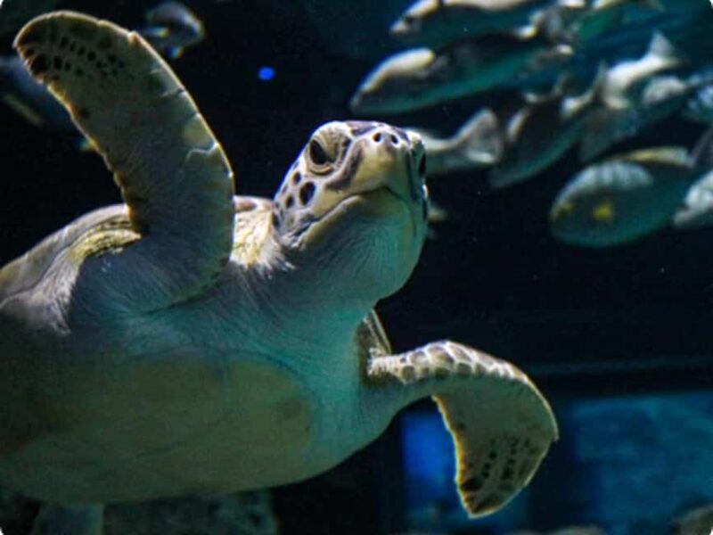 Mexico City: Entry Ticket to Acuario Michin - Who Should Visit?