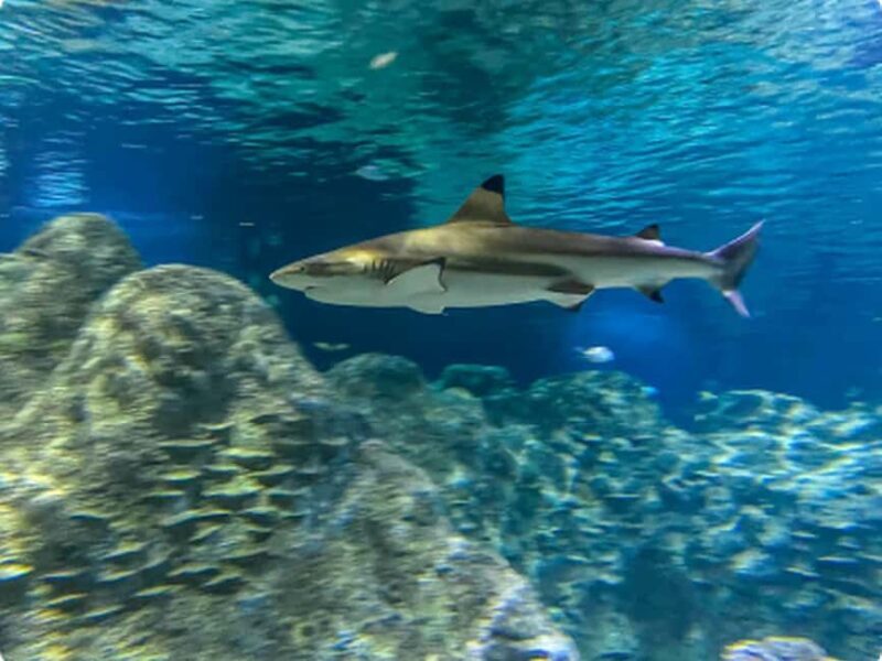 Mexico City: Entry Ticket to Acuario Michin - Final Thoughts