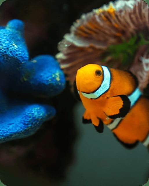 Mexico City: Fast Pass Ticket to Acuarium Inbursa - Introduction: What’s It All About?