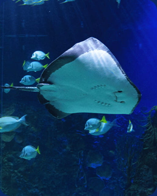 Mexico City: Fast Pass Ticket to Acuarium Inbursa - What to Expect During Your Visit