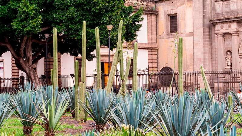 Mexico City: Historic Downtown Walking Tour - Who Will Love This Tour?