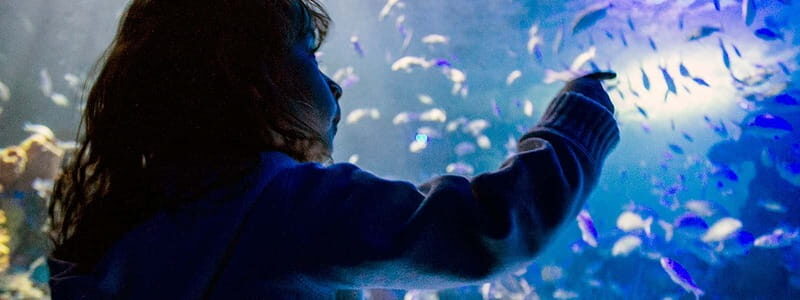 Mexico City: Inbursa Aquarium optional Round trip transfer - The Experience in Context: Who Will Love This Tour?