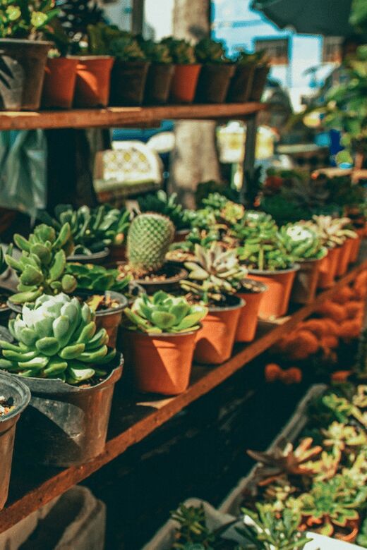 Mexico City: Mezcal Tasting and Market Tour with Lunch - The Experience Provider: Vibe Adventures